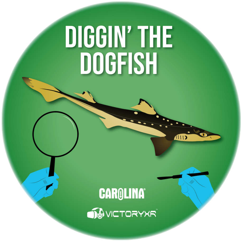 virtual reality dogfish dissection icon