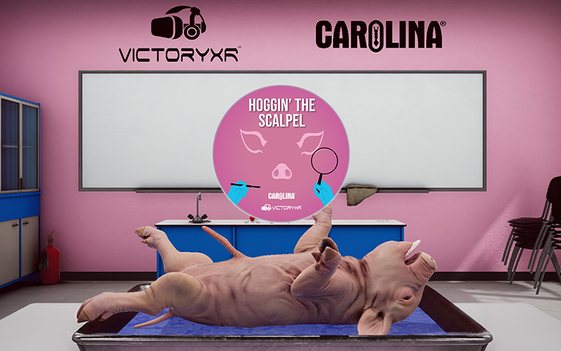 virtual reality pig dissection classroom with graphic