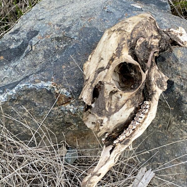 animal-head-skeleton-with-teeth-by-a-rock-in-a-for-2022-11-10-10-39-05-utc