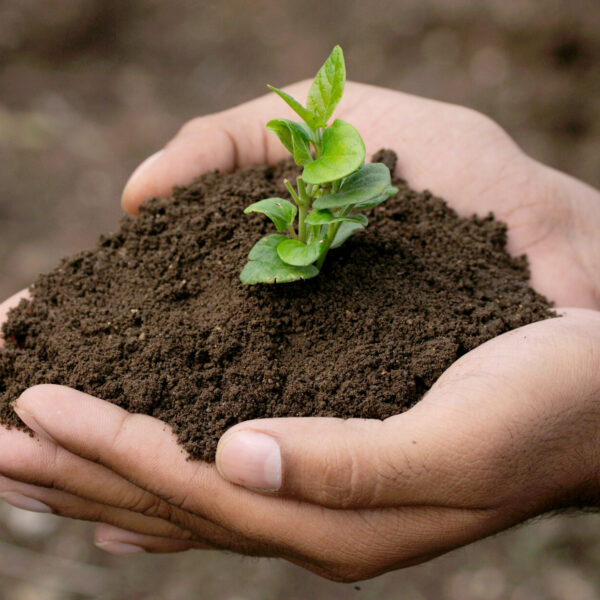 Hand holding plant growing on soil.environment Earth Day,