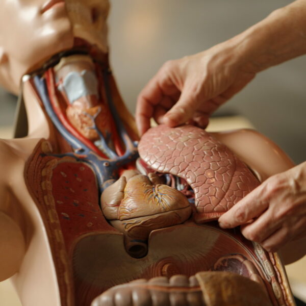human-torso-dummy-anatomy-biology-medicine-2022-11-16-10-05-02-utc